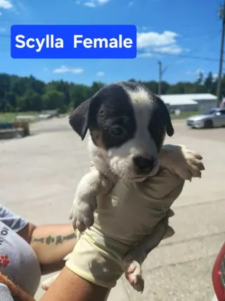 Scylla