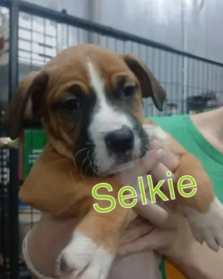 Selkie