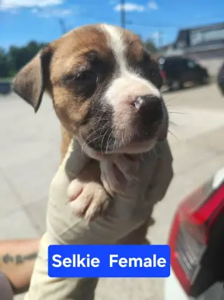 Selkie