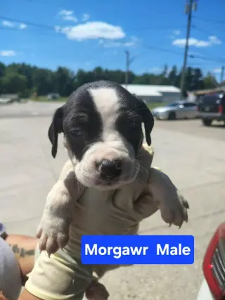 Morgawr