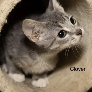 Kitten: Clover