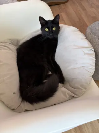 Fig