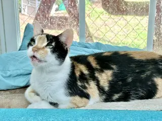 Gwen