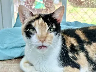 Gwen
