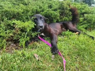 Bella Adoption Pending!