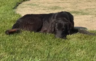 Bella Adoption Pending!