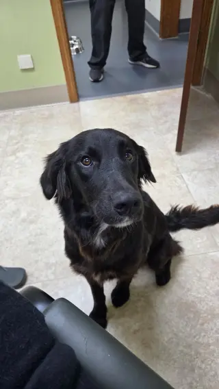 Bella Adoption Pending!