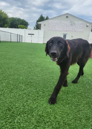 Bella Adoption Pending!
