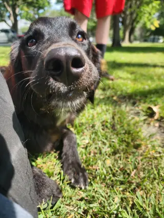 Bella Adoption Pending!