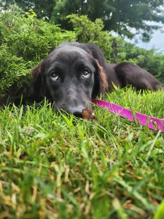 Bella Adoption Pending!