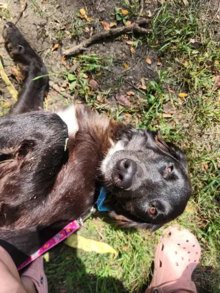 Bella Adoption Pending!