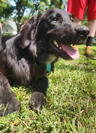 Bella Adoption Pending!
