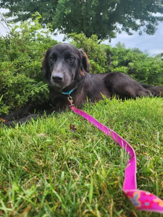 Bella Adoption Pending!