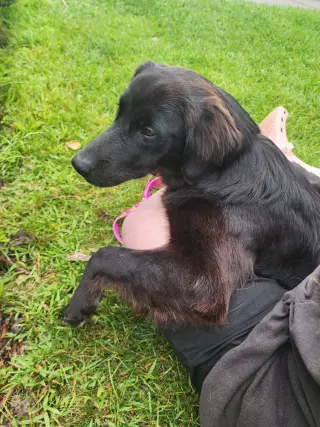 Bella Adoption Pending!