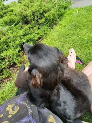 Bella Adoption Pending!