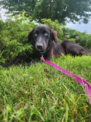 Bella Adoption Pending!
