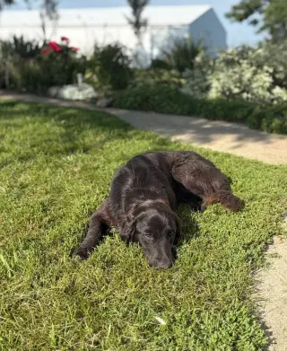 Bella Adoption Pending!