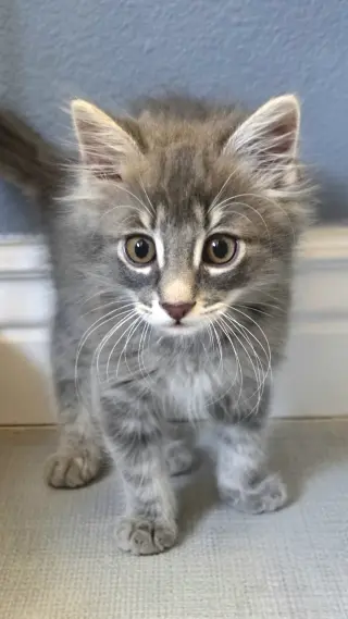 Caspian