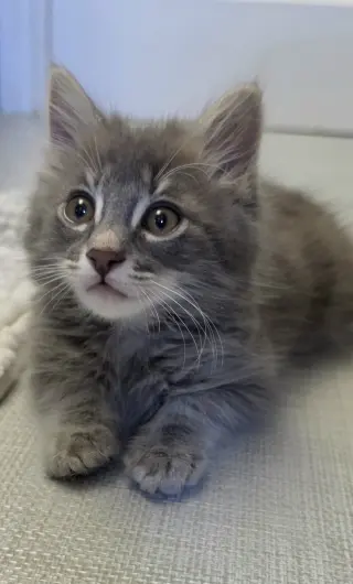 Caspian