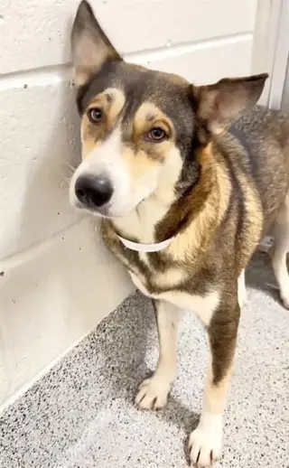 SHEILA