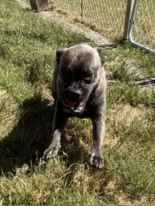 Dante