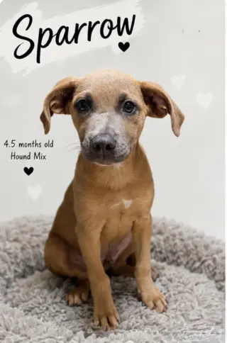 Sparrow- hound/lab puppy