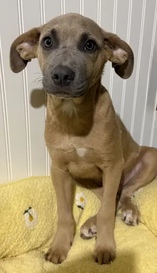 Sparrow- hound/lab puppy