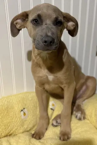 Sparrow- hound/lab puppy
