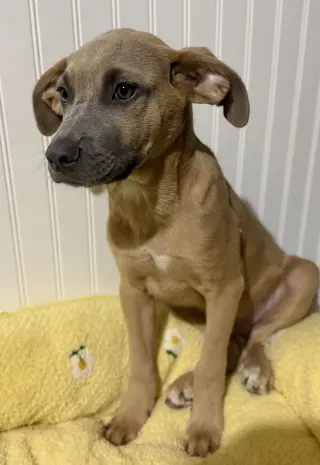 Sparrow- hound/lab puppy