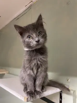 Pebbles
