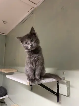 Pebbles