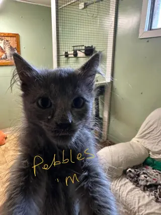 Pebbles