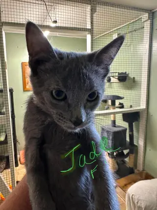 Jade