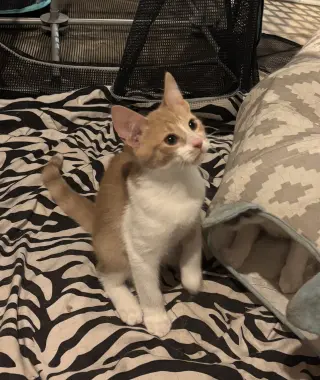 Mac