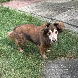 Tum Tum