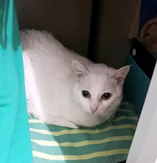 LALA #2005 - Offered by Owner - Sweet Senior