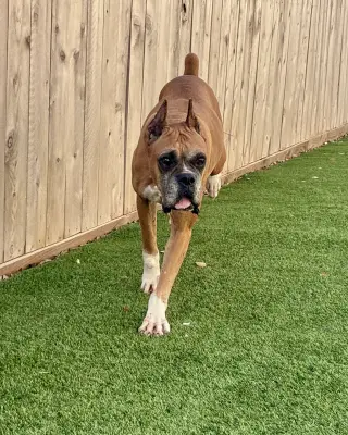Amora