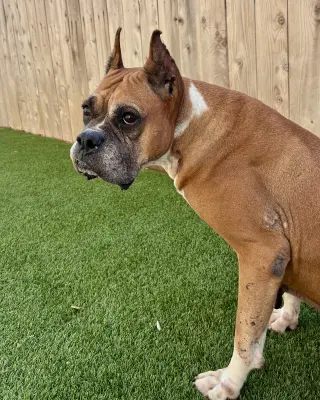 Amora