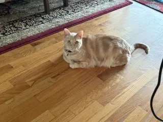 Ozzy (Courtesy Post)