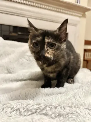 Blockbuster (Available for pre-adoption)