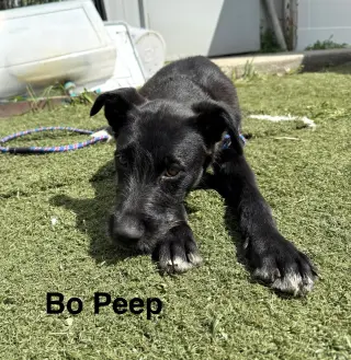 Bo Peep