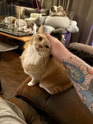 Frida