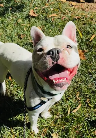 GEORGIE