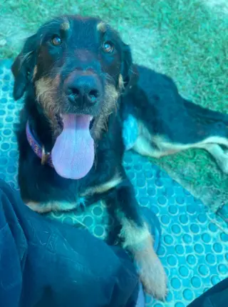 Bella