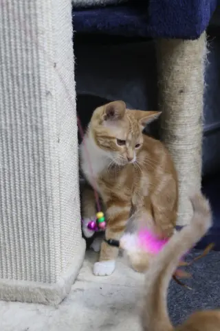 Bobbi