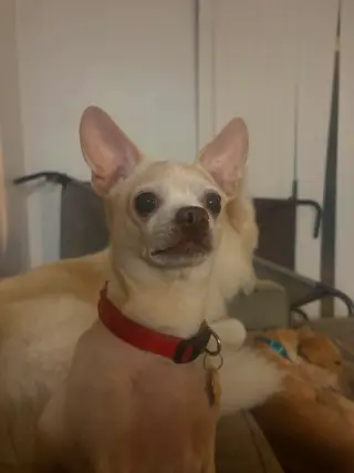 Bella