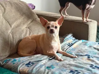 Bella