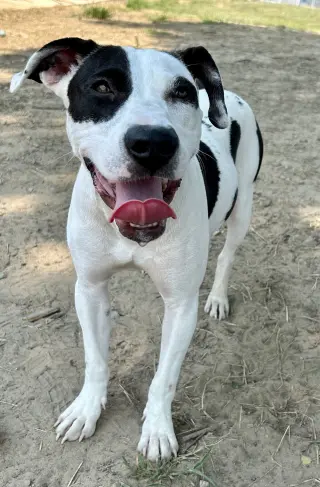 Spud