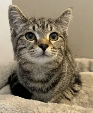 Sythia - Meet me at Fancy Paws!