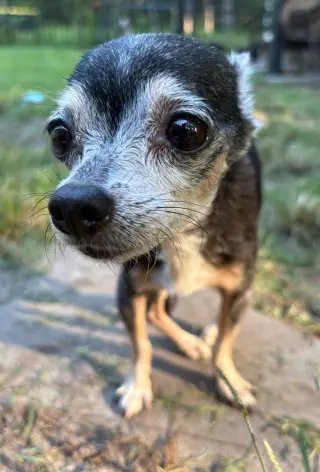 Libby